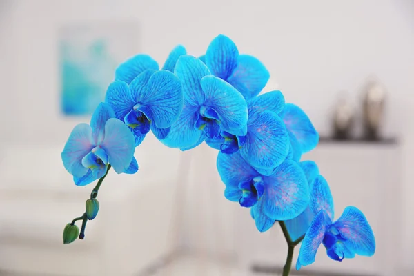 Prachtige blauwe orchideebloem close-up. — Stockfoto