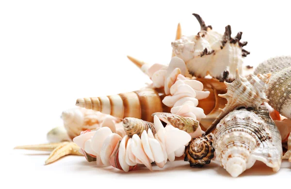 Sea shells close up — Stock Photo, Image