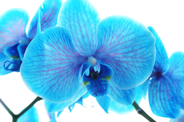 Bela flor de orquídea azul — Fotografia de Stock