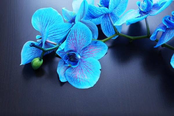 Schöne blaue Orchideenblüten — Stockfoto