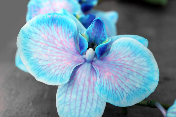 Lindas flores de orquídea azul — Fotografia de Stock