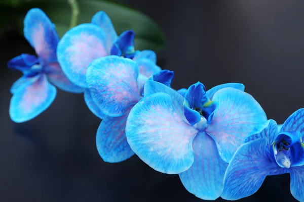 Hermosas flores de orquídea azul —  Fotos de Stock