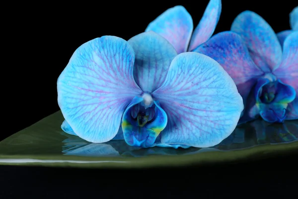 Belle orchidée bleue sur feuille verte — Photo