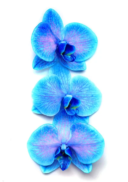 Beautiful blue orchid in a row — Stock Photo, Image