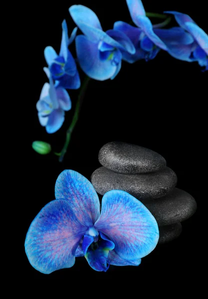 Hermosa orquídea azul con montón de guijarros — Foto de Stock