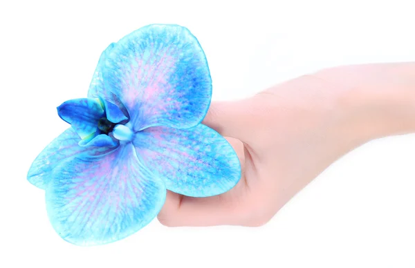 Hermosa orquídea azul en manos de mujer — Foto de Stock