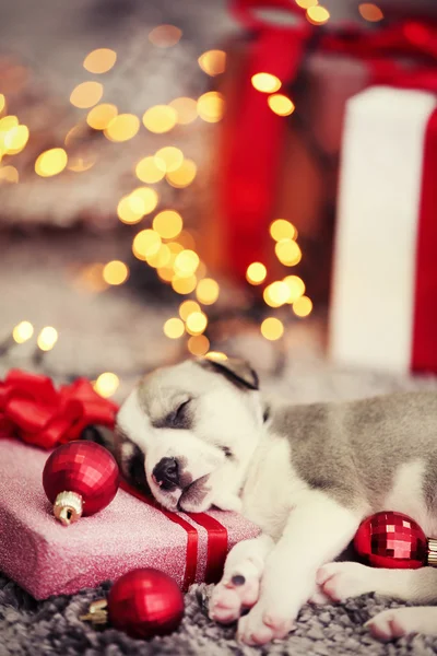 Little cute  puppy sleeping on Christmas — Stock Photo, Image