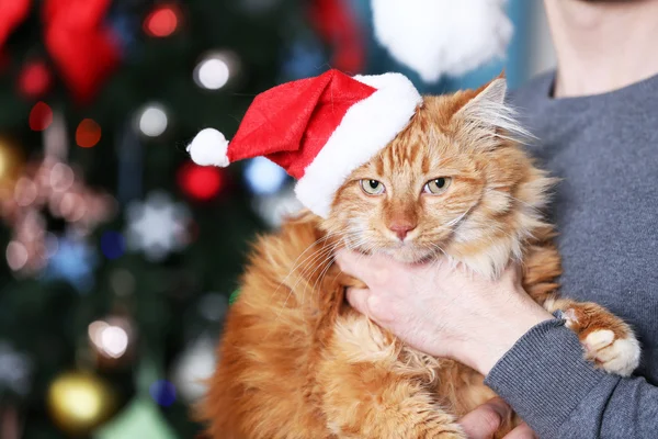 Kabarık kırmızı kedi tutan adam — Stok fotoğraf