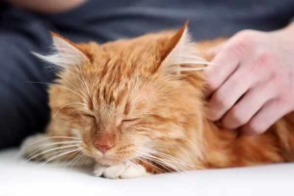 Mão de homem segurando um gato vermelho — Fotografia de Stock