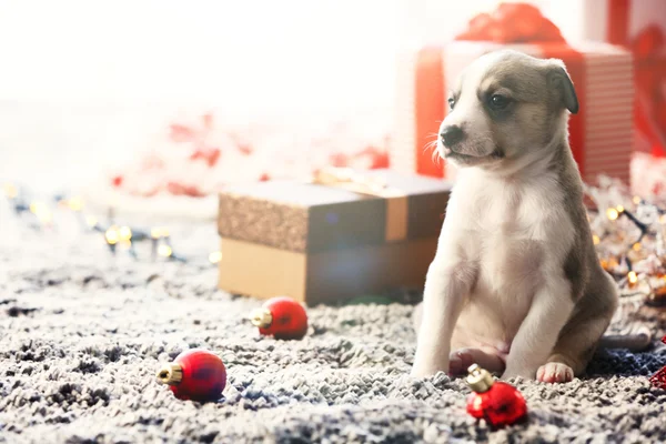 Pequeno cachorrinho bonito no Natal — Fotografia de Stock