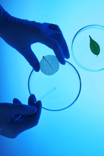 Scientist working with Petri dishes — Stock Photo, Image