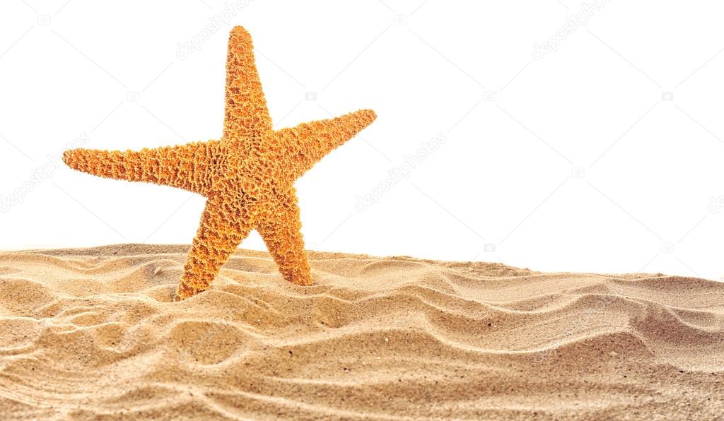 Sea star on sand 