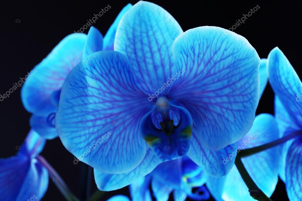 Beautiful Blue Orchid Flower Stock Photo C Belchonock 95306334,Kitchen Cabinet Colors With Dark Wood Floors