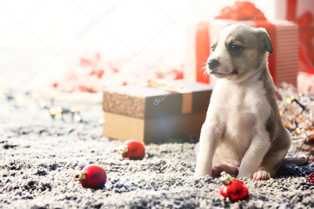 Little cute  puppy on Christmas