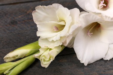 Ahşap arka plan üzerinde güzel Glayöl