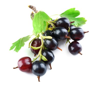 Beyaz izole yeşil yaprakları ile vahşi Siyah frenk üzümü