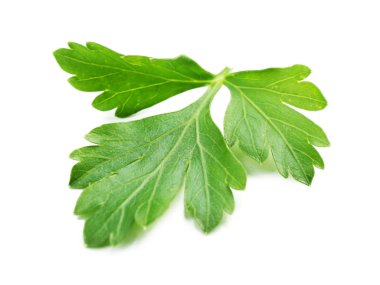 taze yeşil maydanoz