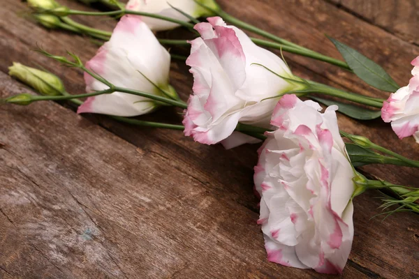 Beautiful eustoma background — Stock Photo, Image