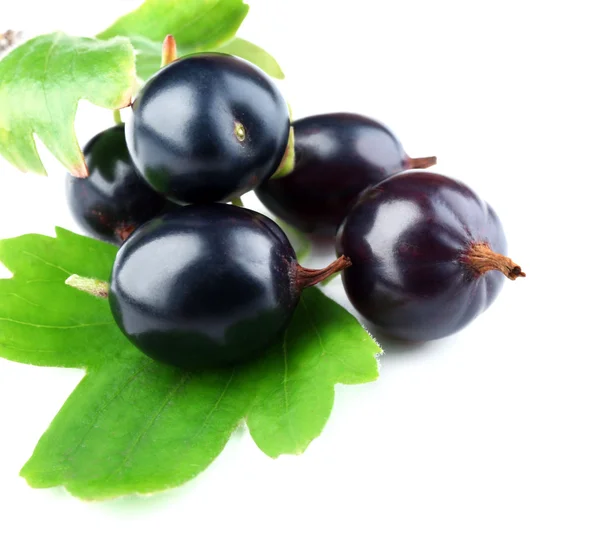 Grosella negra silvestre con hoja verde aislada en blanco —  Fotos de Stock