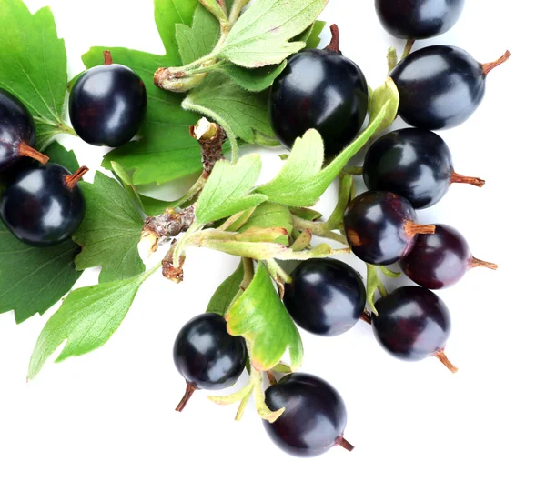 Wilde schwarze Johannisbeere mit grünen Blättern isoliert auf weiß — Stockfoto