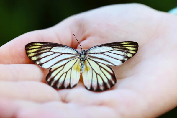 Kolorowy motyl w ręku — Zdjęcie stockowe