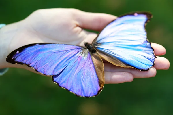 Färgglada fjäril i hand — Stockfoto