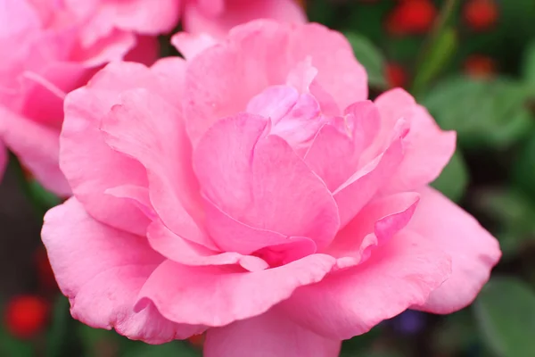 Mooie roze roos — Stockfoto