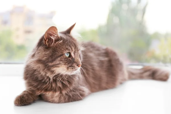 Gri kedi pencere gemide yalan — Stok fotoğraf