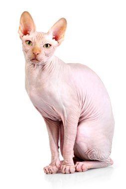 Kedi sphynx, izole