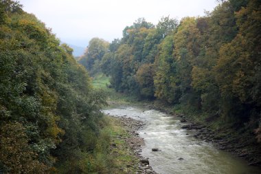 Ormanın içinden akan nehir