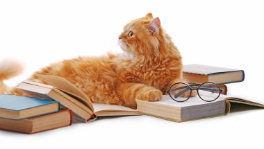 Kırmızı kedi ve üzerinde beyaz izole kitap