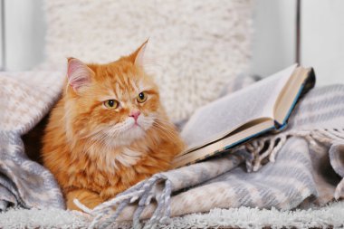 Kanepe kitapları ile kırmızı kedi