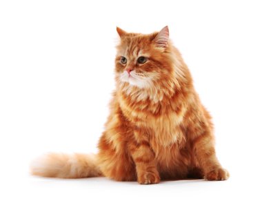 beyaz izole kırmızı kedi