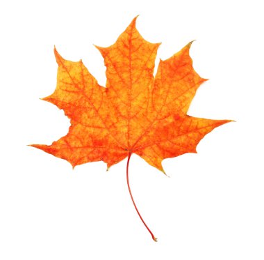 Sonbahar akçaağaç yaprağı beyaz arkaplanda izole edildi