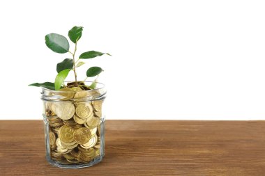 Paralar kapta büyüyen bitki 