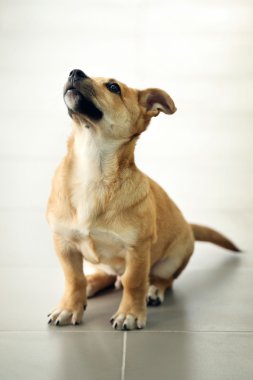 Küçük komik şirin köpek oturan