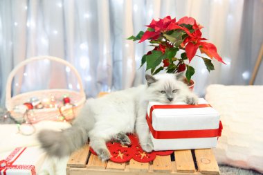 Kedi ve Noel çiçek Atatürk çiçeği kapalı 