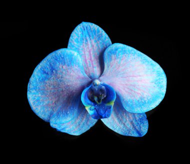 Koyu arka plan üzerinde güzel mavi orkide çiçek