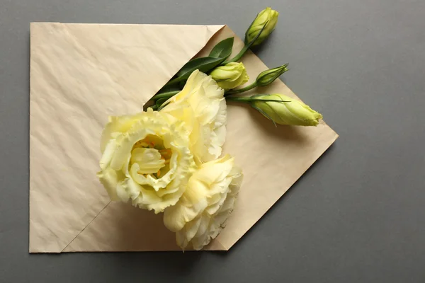 White eustoma in envelope on grey background — Stock Photo, Image