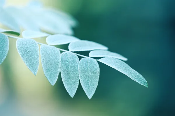 Um ramo com folhas de árvore verde — Fotografia de Stock