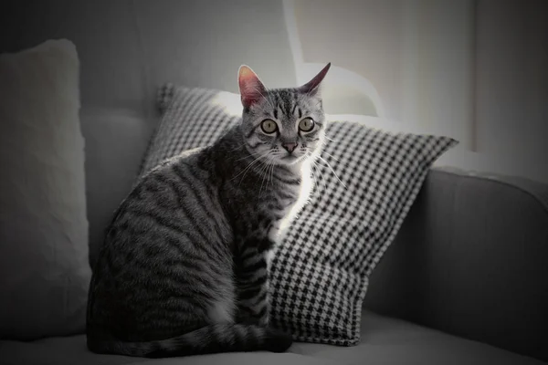 Hermoso gato en sofá primer plano — Foto de Stock