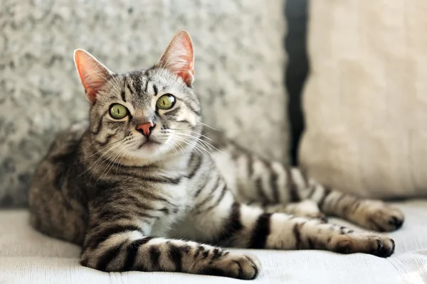 Hermoso gato en sofá primer plano — Foto de Stock