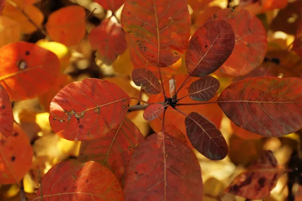 秋のツリー ブランチのクローズ アップ — ストック写真