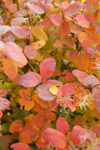 Herbstliche Astschließung — Stockfoto