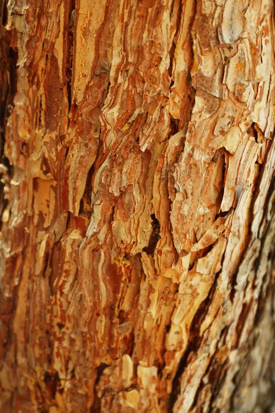 Textura de corteza de árbol — Foto de Stock