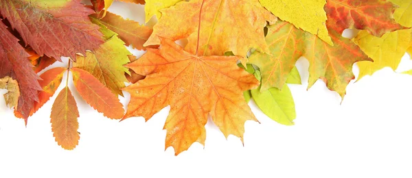 Foglie colorate autunno — Foto Stock