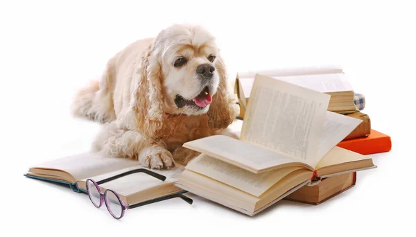 Hund und Bücher isoliert auf weiß — Stockfoto