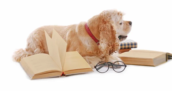 Hund und Bücher isoliert auf weiß — Stockfoto