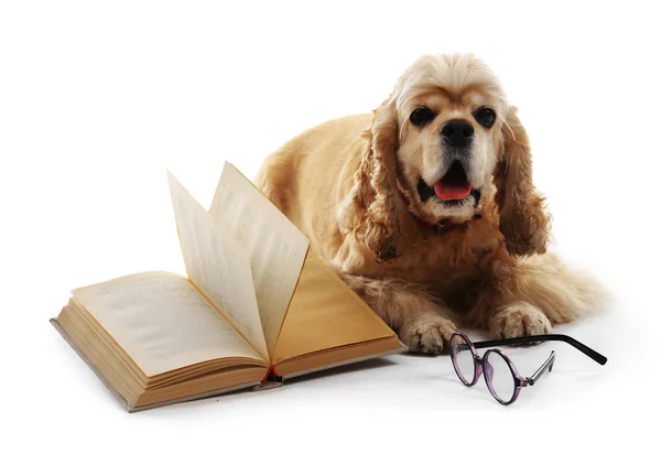 Dog and book isolated — Stock Photo, Image