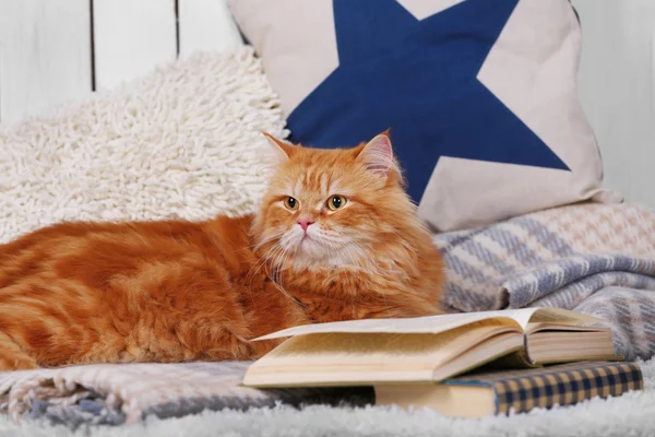 Gato rojo con libro en sofá interior —  Fotos de Stock
